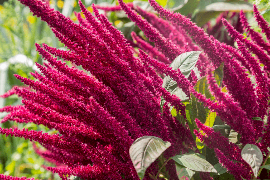 Amaranth, one of the oldest cultivated plants in the world - Sesame Snaps